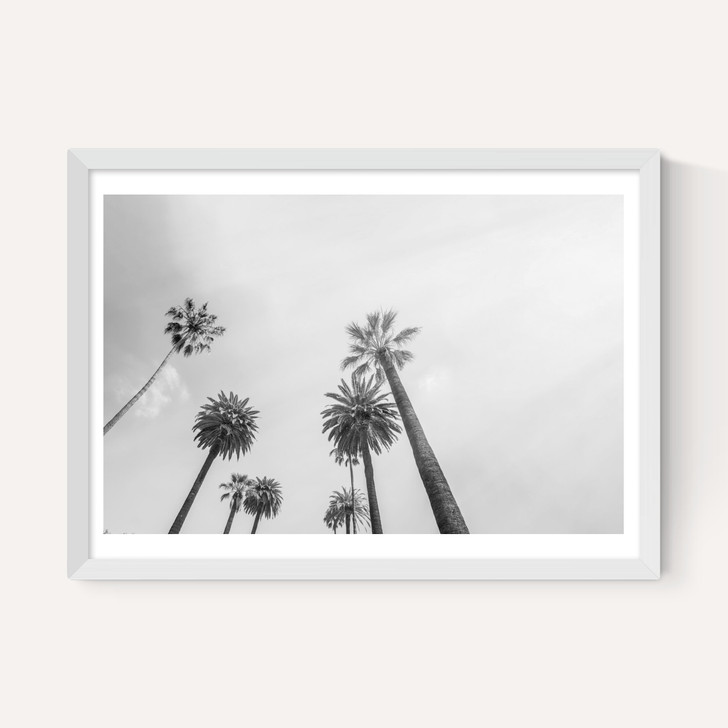 8 Palms