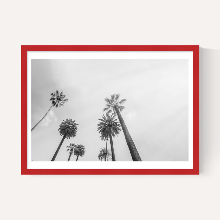 8 Palms