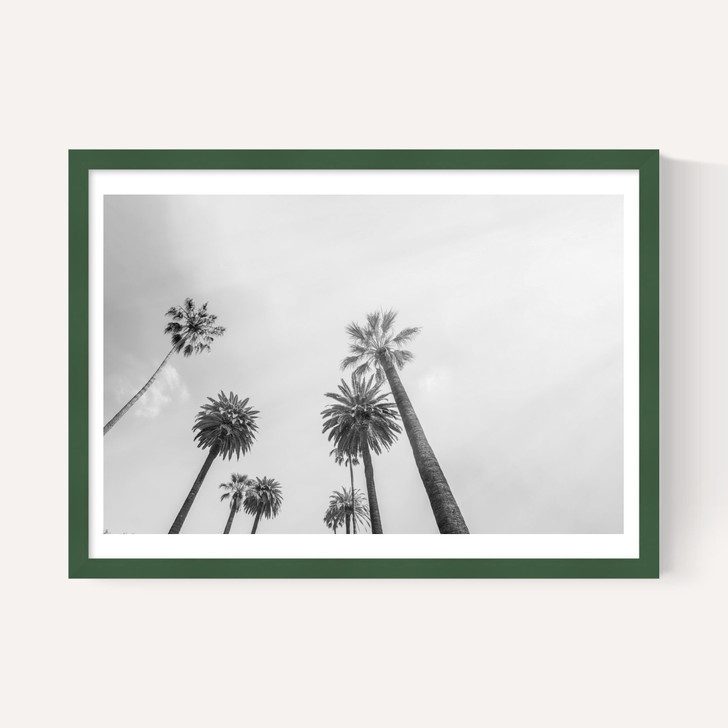 8 Palms