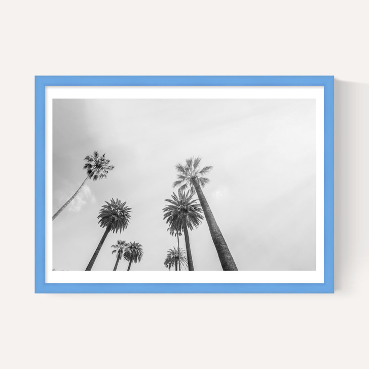 8 Palms