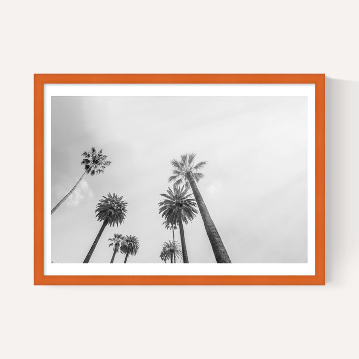 8 Palms