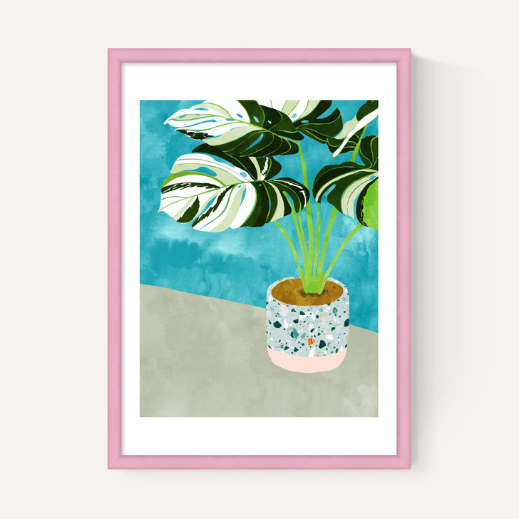 Variegated Monstera
