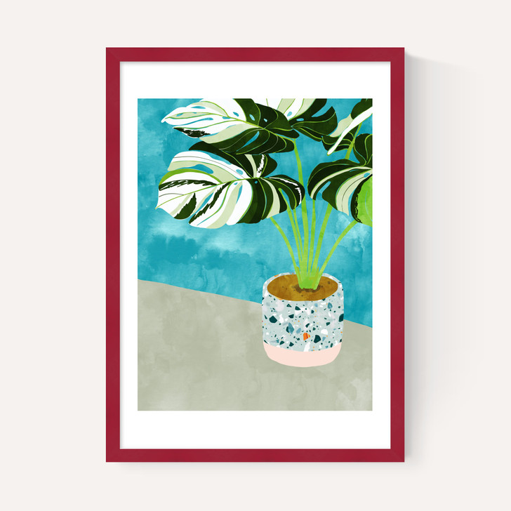 Variegated Monstera