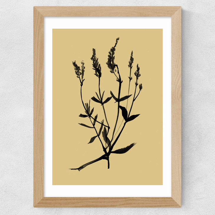 Mono Botanical 7 Wide Oak Frame Mono Botanical 7 Wide Oak Frame