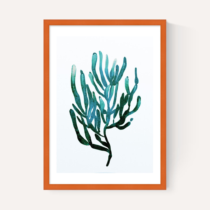 Seaweed by Dan Hobday