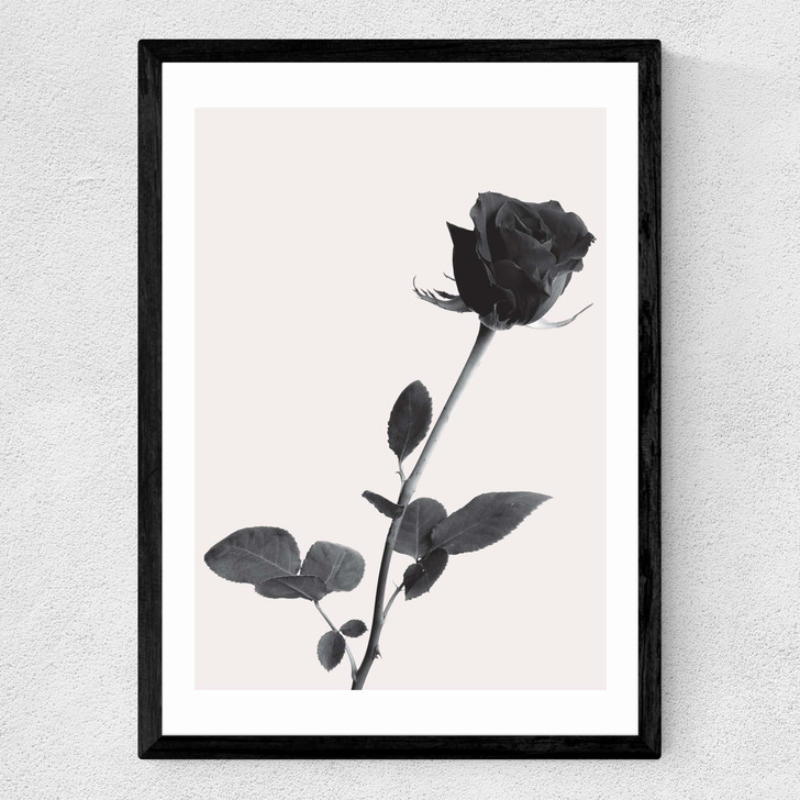 One Rose Medium Black Frame