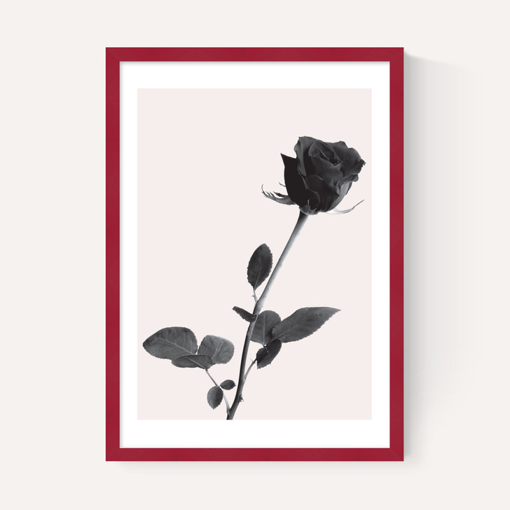 One Rose