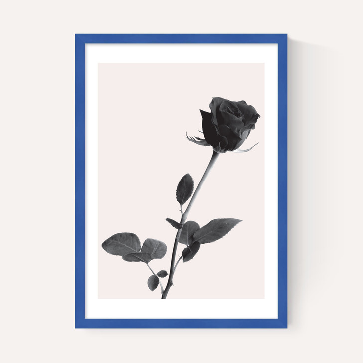 One Rose