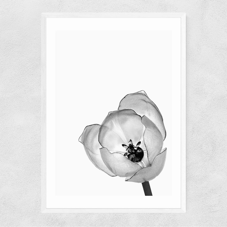 Delicate Poppy Narrow White Frame