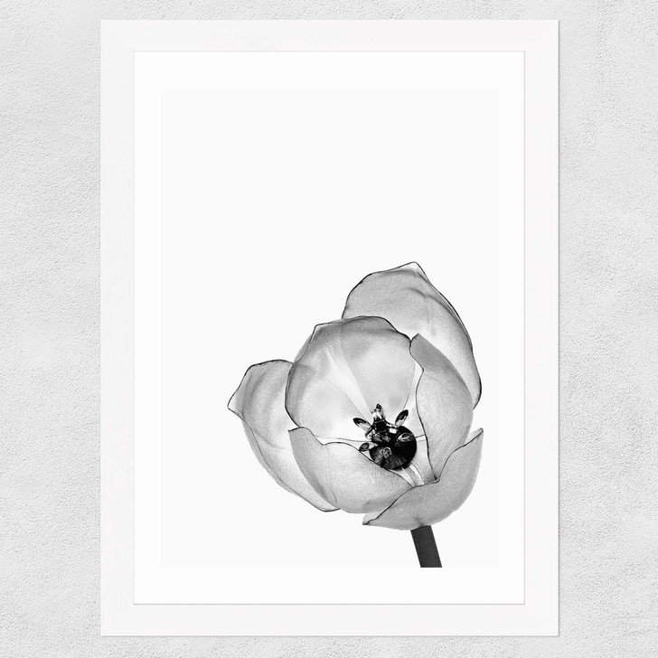 Delicate Poppy Wide White Frame