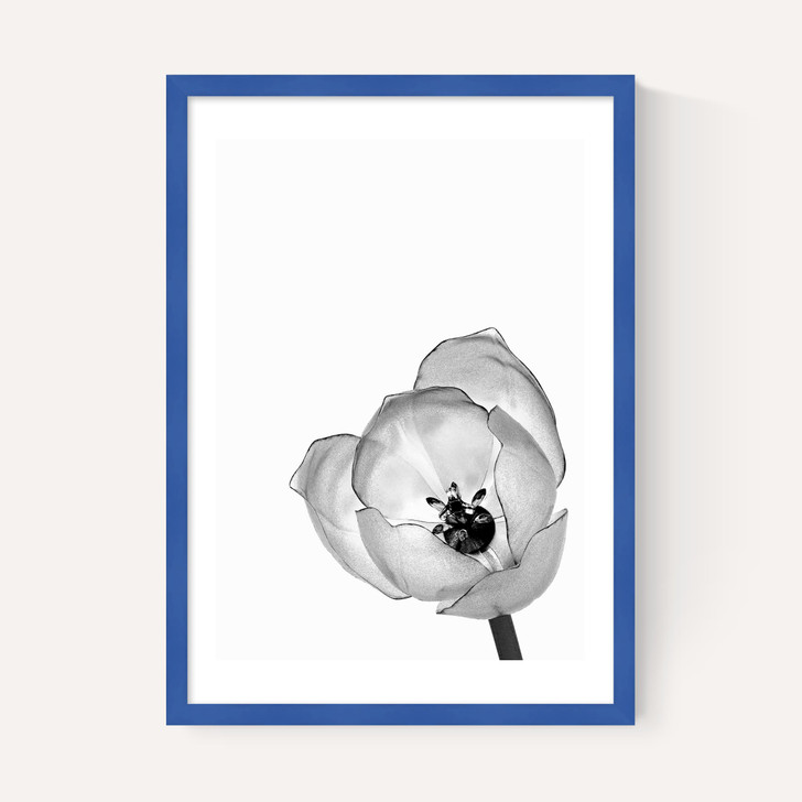 Delicate Poppy