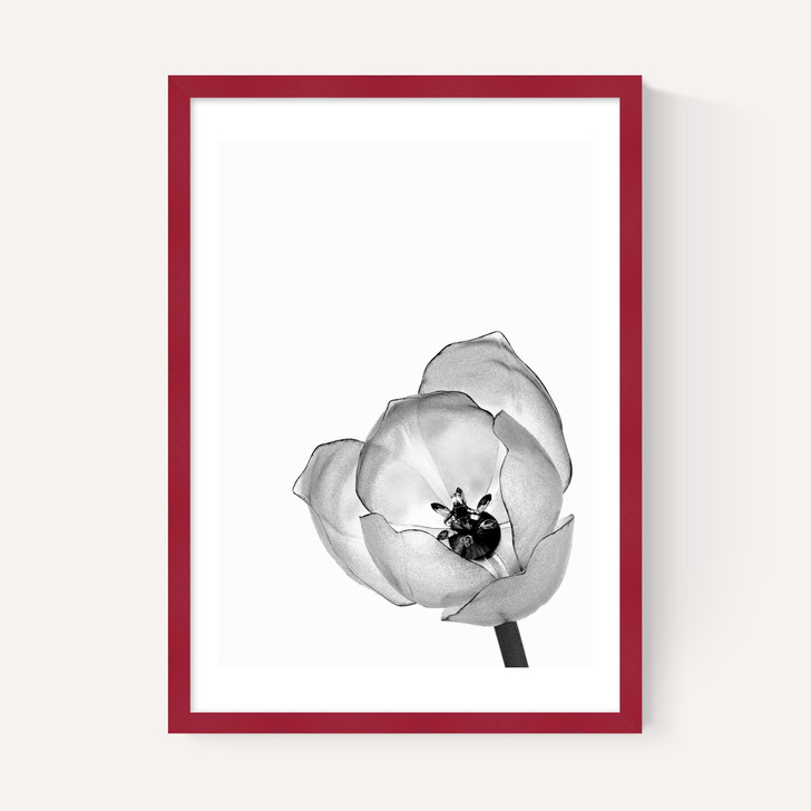 Delicate Poppy