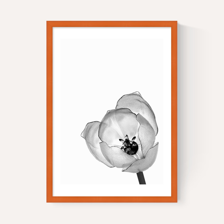 Delicate Poppy