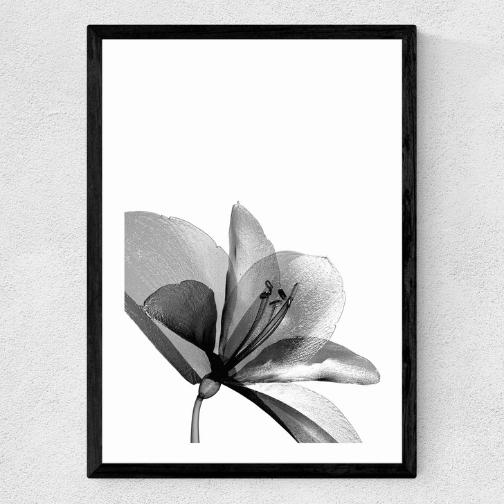 Amaryllis Medium Black Frame