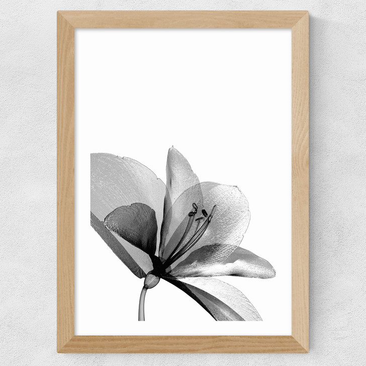 Amaryllis Wide Oak Frame