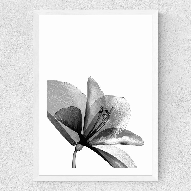 Amaryllis Medium White Frame