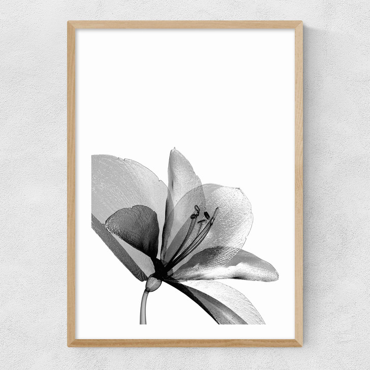 Amaryllis Narrow Oak Frame