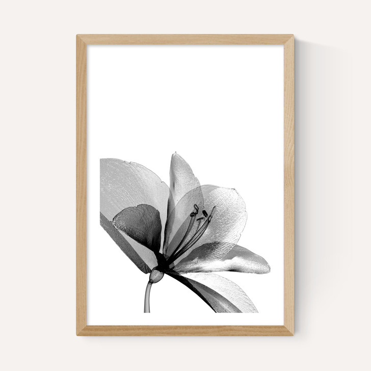 Amaryllis