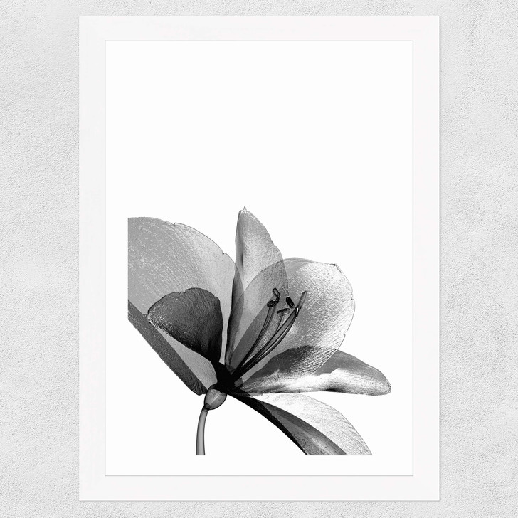 Amaryllis Wide White Frame