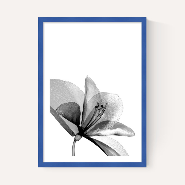 Amaryllis