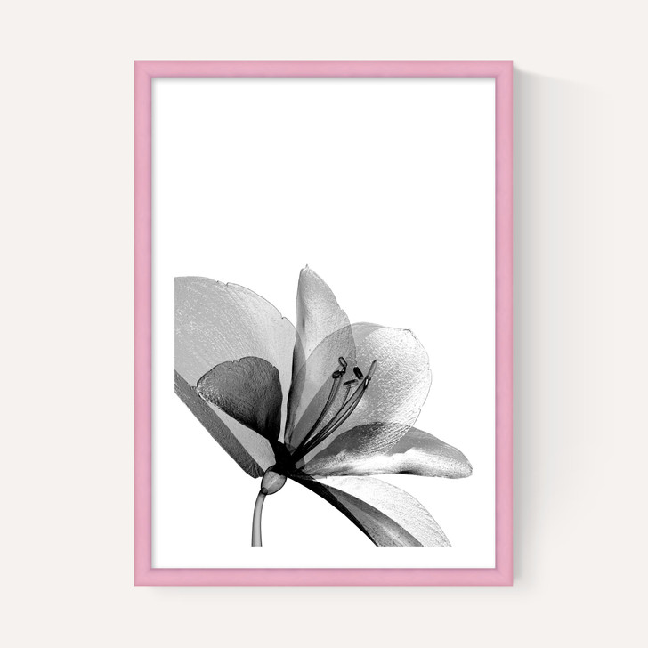 Amaryllis