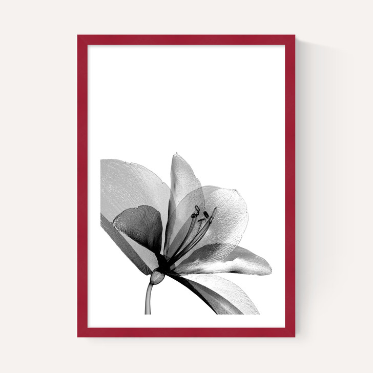 Amaryllis