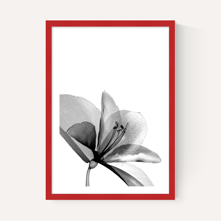 Amaryllis