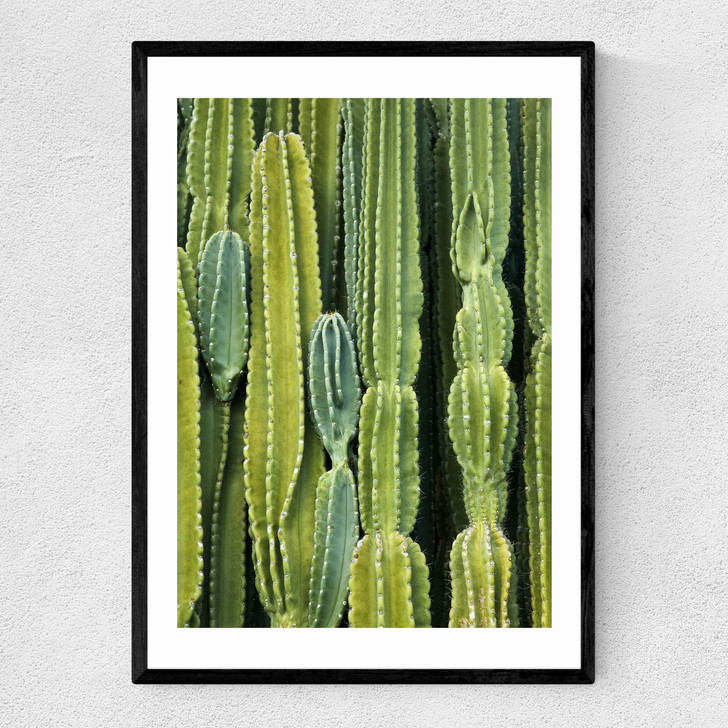 Druid's Cactus Narrow Black Frame Druid's Cactus Narrow Black Frame