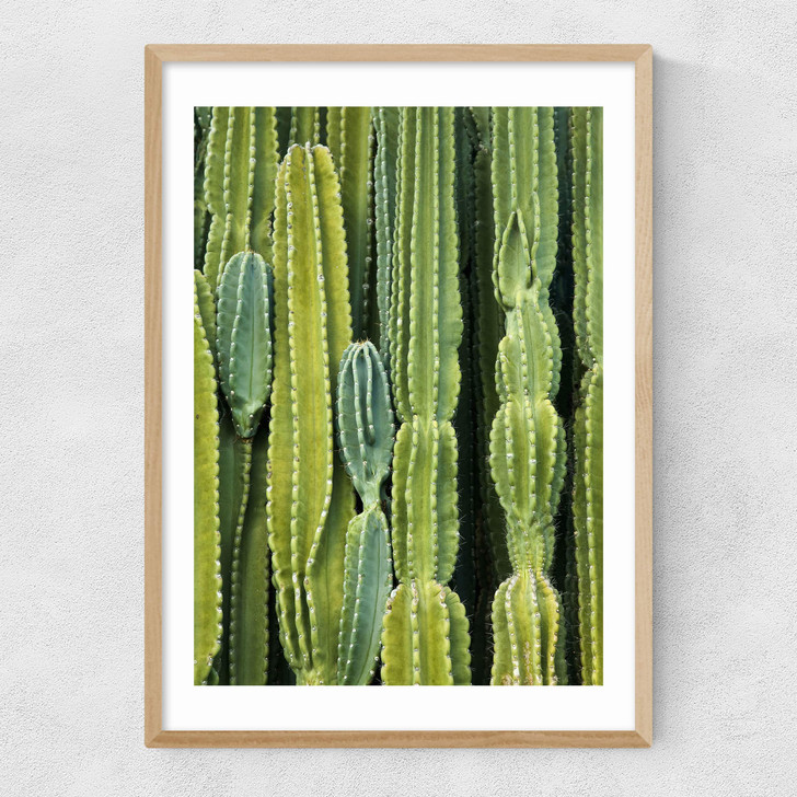Druid's Cactus Narrow Oak Frame Druid's Cactus Narrow Oak Frame