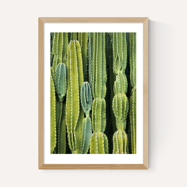 Druid's Cactus