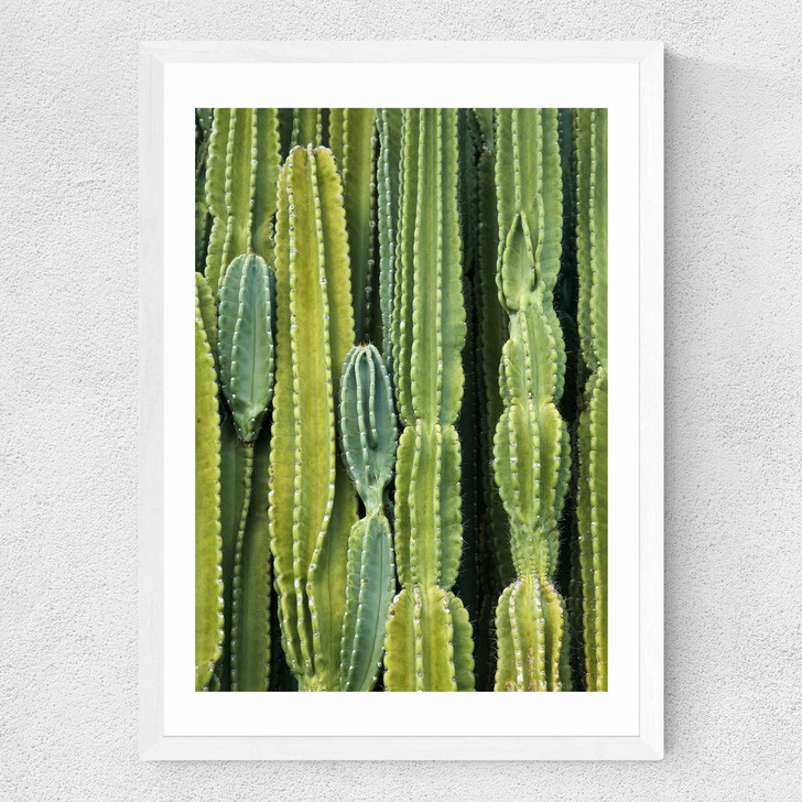 Druid's Cactus Medium White Frame