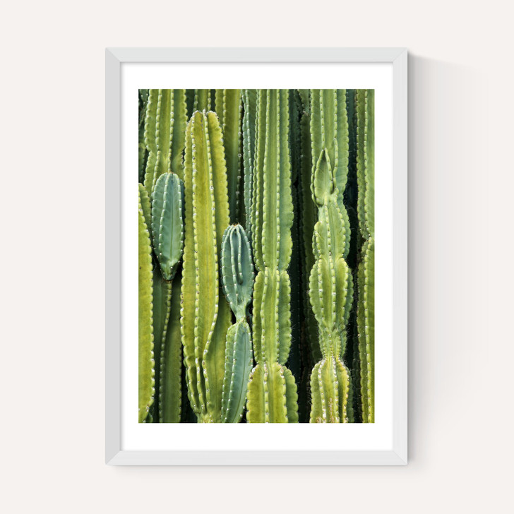 Druid's Cactus