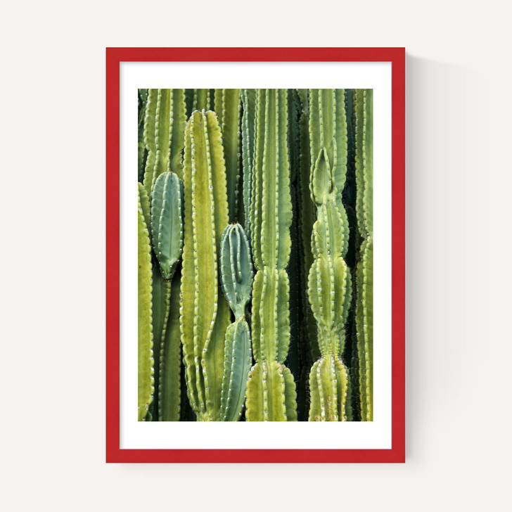 Druid's Cactus