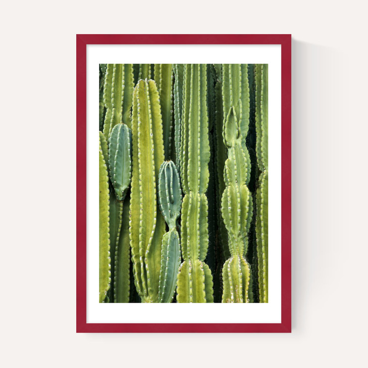 Druid's Cactus
