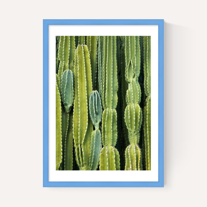 Druid's Cactus
