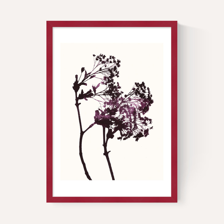 Red Maple