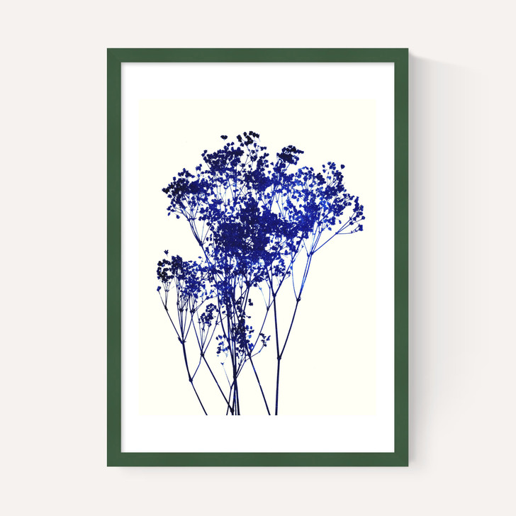 Baby's Breath
