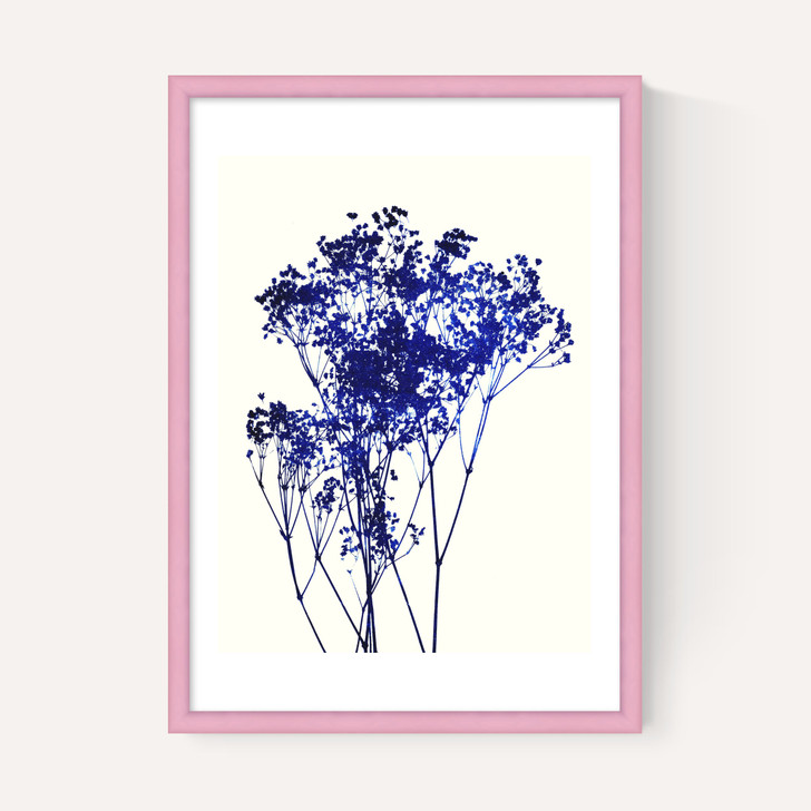 Baby's Breath