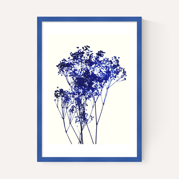 Baby's Breath