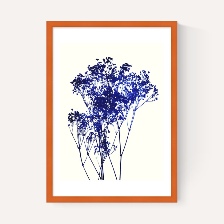 Baby's Breath
