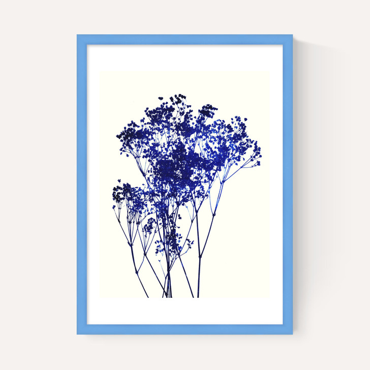 Baby's Breath