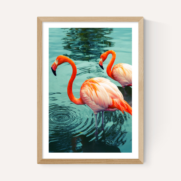 Flamingoes