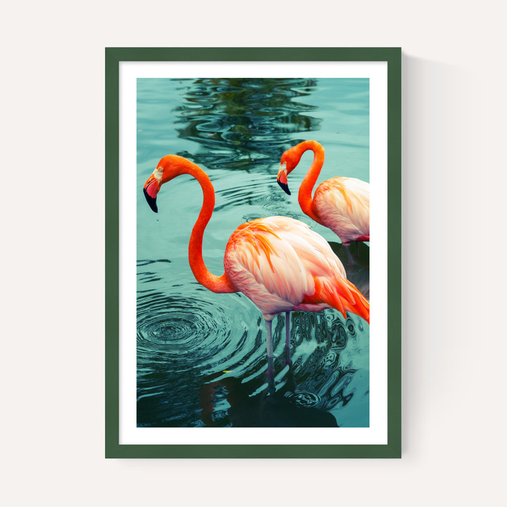 Flamingoes