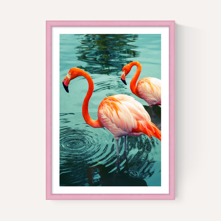 Flamingoes