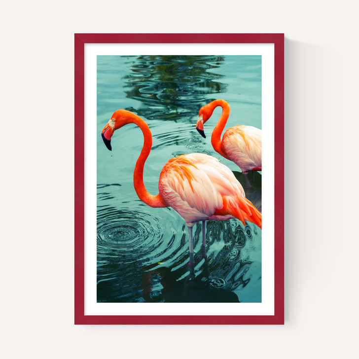 Flamingoes