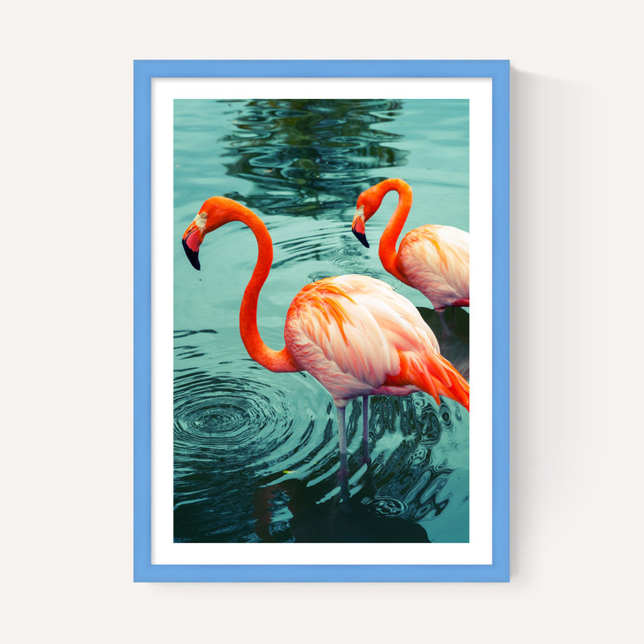 Flamingoes