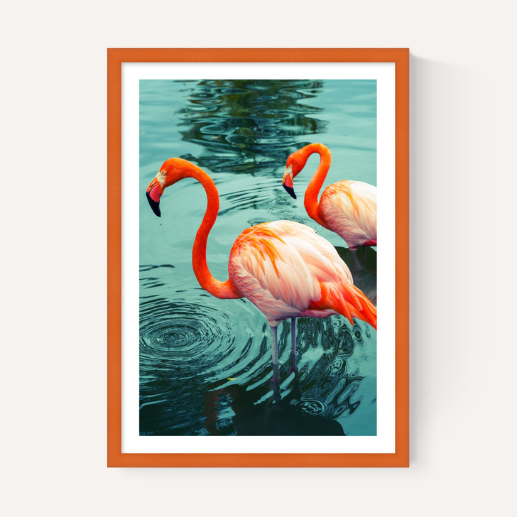 Flamingoes