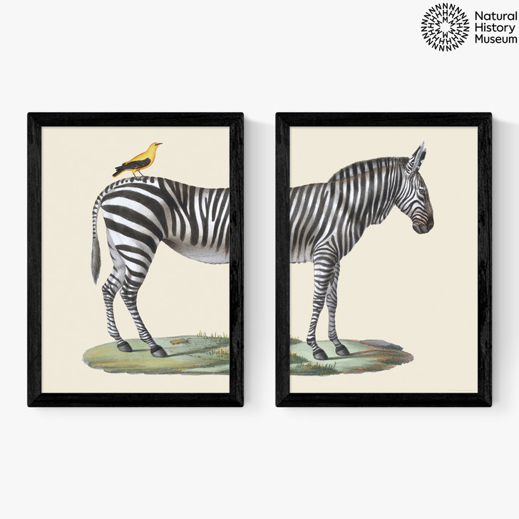 Zebra Diptych