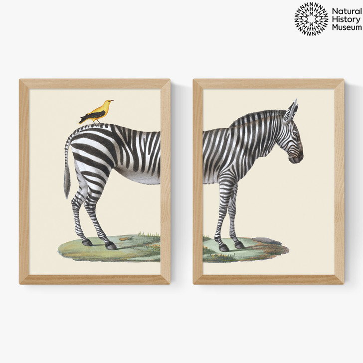 Zebra Diptych