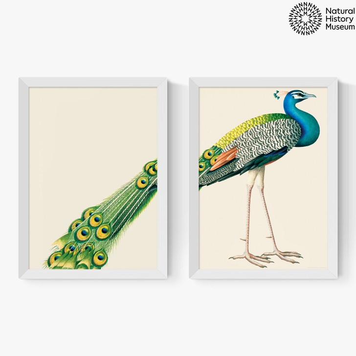 Peacock Diptych Medium White Frame Peacock Diptych Medium White Frame